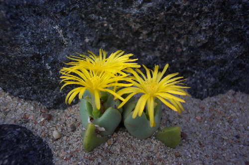 conophytum bilobum v.springbokense